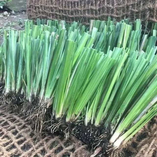 Mudas de Vetiver a partir de R$1