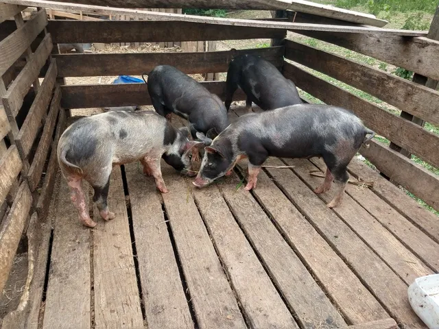Leitoa 