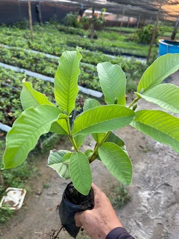 Mudas frutíferas