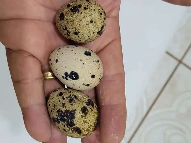 Ovos de Codorna Gigante galados 30 unidades 