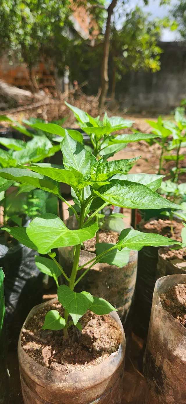 Mudas pimenta biquinho hortelã maracujá e pimentão 