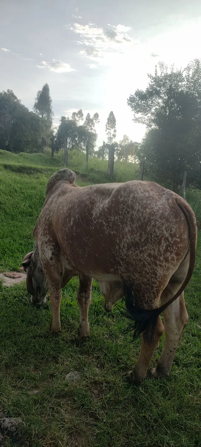 Gado Gir puro 