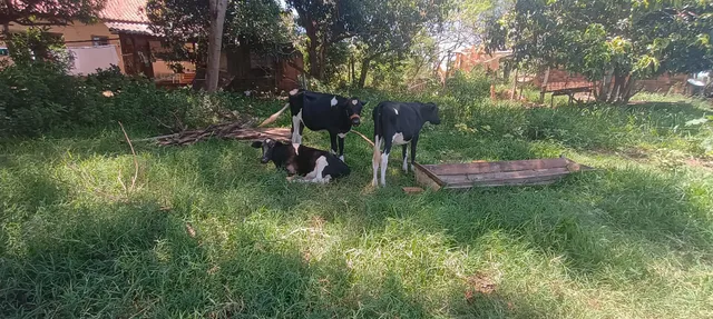 Novilhotas 