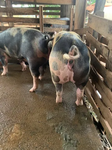 Marroas