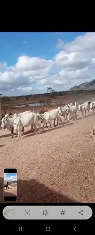 GADO (PARCELO 10X NO CARTÃO)
