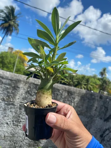 Rosa do deserto 
