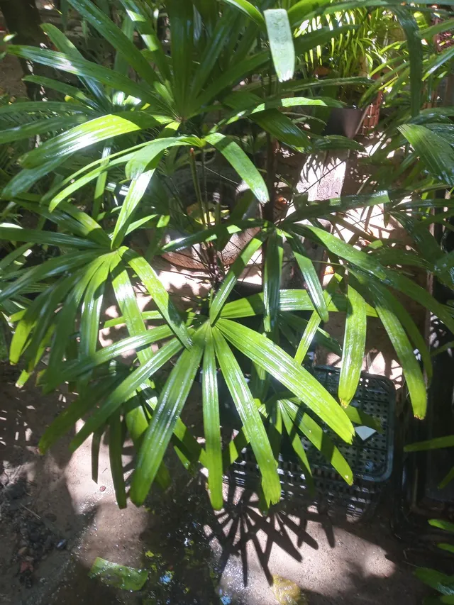 Plantas rafia