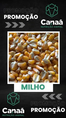 Milho e insumos para nutrição animal 