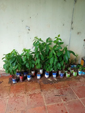 Mudas de abacate 