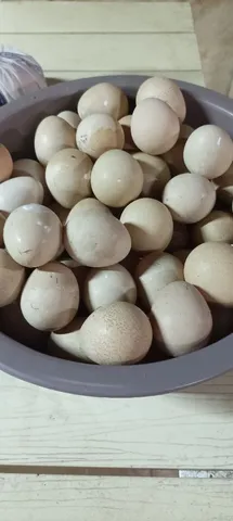 Ovos de Guiné: 3,00 reais cada.