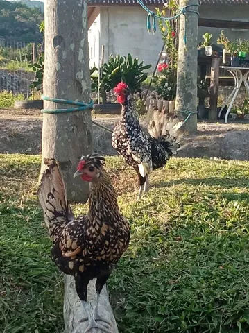 Pintinhos de Sebright Prata e Dourado 