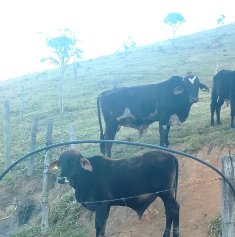 Vende se touro Girolando 