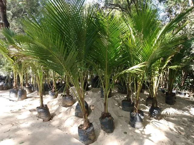 Mudas frutíferas em geral.