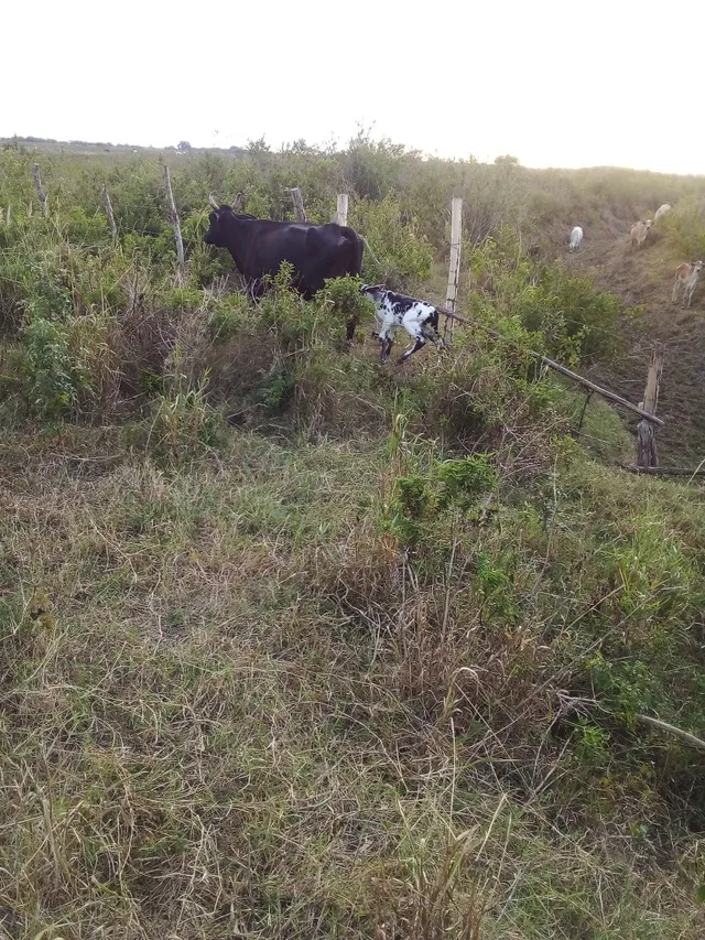Vaca com bizzerro 
