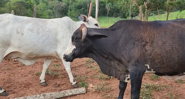 Vacas prenhas leiteiras