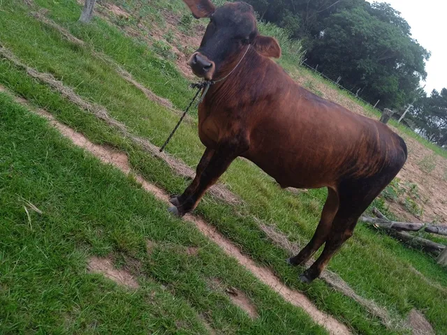 Vendo boi gordo pra frizer