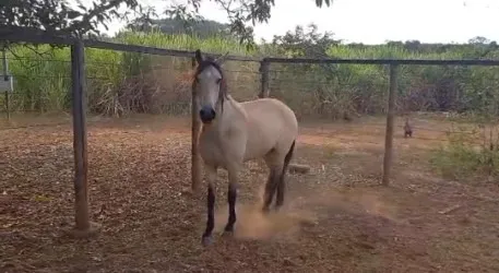 Cavalo baio, idade 8 anos, manso de sela, andamento trote, bom p/trabalho com gado a campo