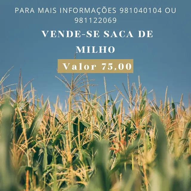 Vende-se sacas de milho, valor da entrega a combinar 