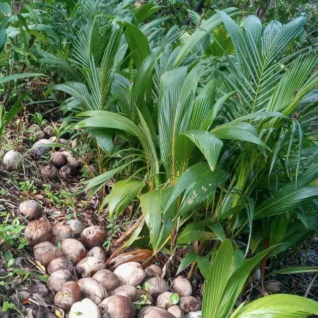 Mudas de coqueiro de praia