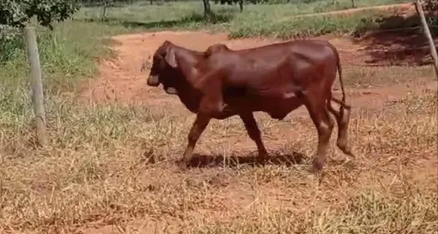 Tourinhos e Bezerros Sindi puros (não registrados) filhos pais PO registrados, Faz. em MG