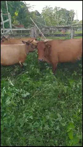 Gado curraleiro pé duro