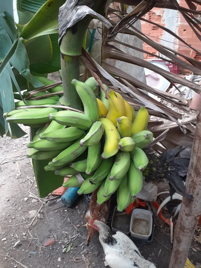 Muda de banana 