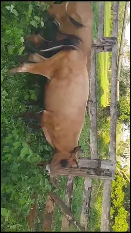 Gado curraleiro pé duro