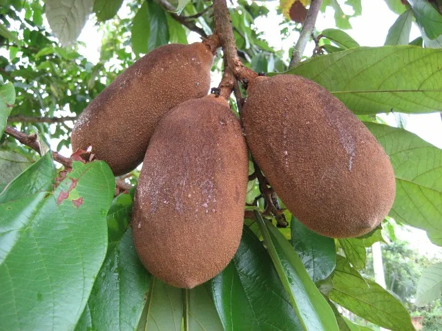 Cupuaçuzeiro arvore do cupuaçu (vendo mudas de 40 a 50 cm)