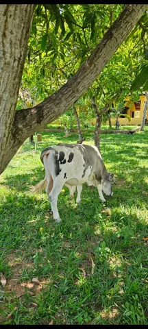 Vendo mini vacas 