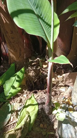Aqui tem mudas banana roxa exótica 