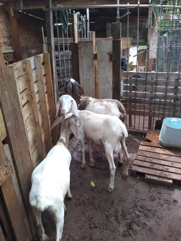 Carneiro e Ovelhas Bergamácia em Sumaré 
