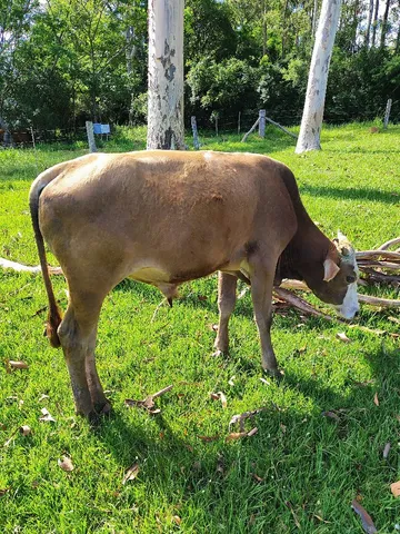 Terneiro mansinho!