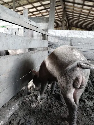 Casal de porcos Matriz