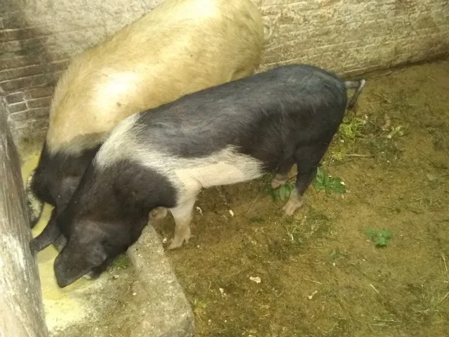 Porcos para abate 