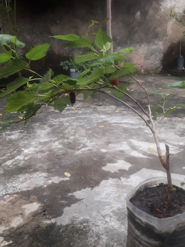 Amora produzindo 