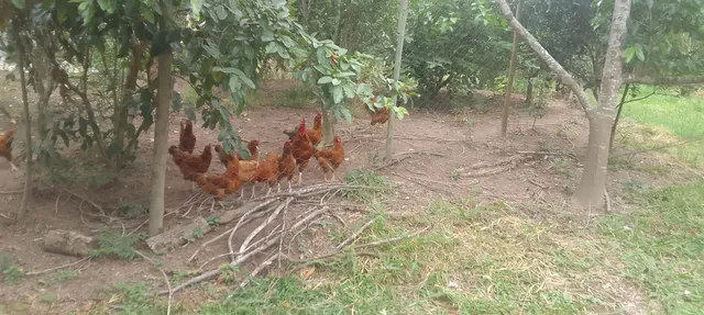 Galo embrapa 51