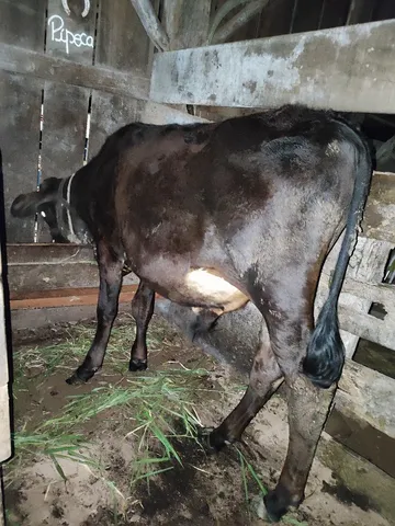 Terneiro bem mansinho!