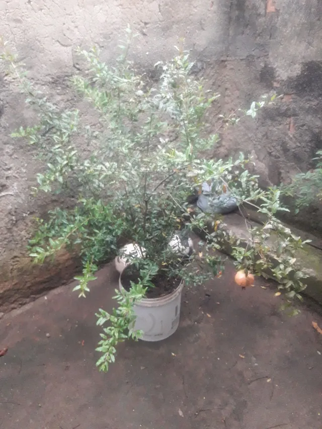 Romã frutificando 