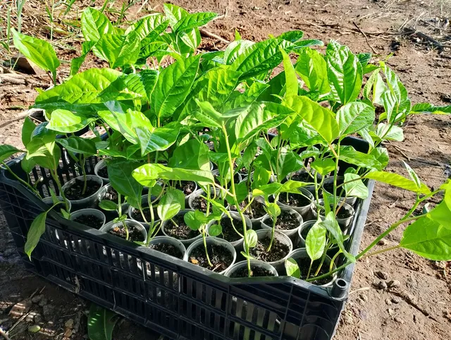 Mudas de maracujá pingo de ouro 