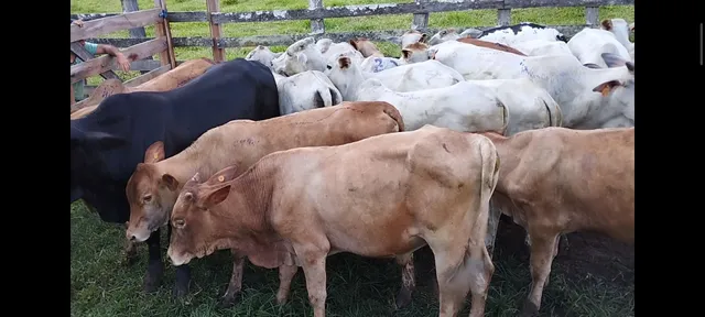 Bezerros nelores e cruzamento!