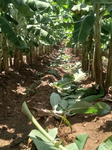 Mudas de banana 