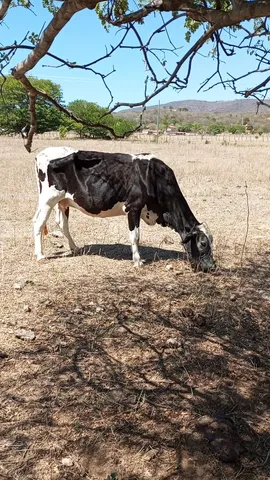 Vendo ou troco em cabras ou ovelhas vaca Girolando