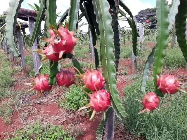Muda Pitaya Gigante Vermelha Docinha enraizada e já produzindo.