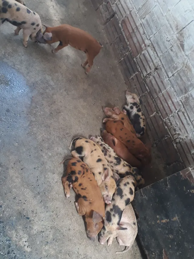 Leitaozinhos