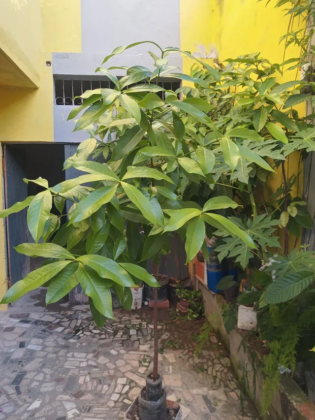 Muda de jambo