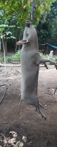 Vendo leitão e pernil 
