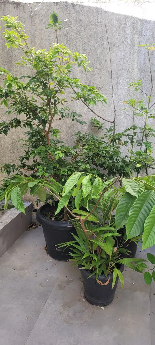 Frutíferas em Vaso