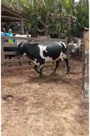 15 Vacas Amojando Gado Criação Troco em Veículo de Meu interesse
