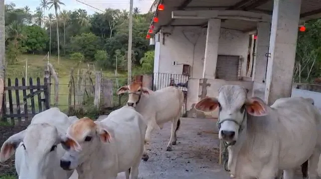 Nelores à Venda