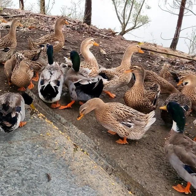 Marreco Rouen - Ovos Galados De Aves De Raça
